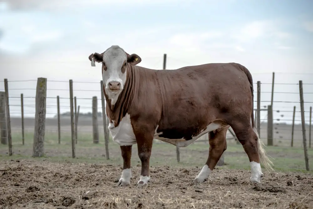 a braford cow in front of a fence