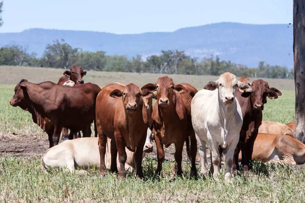 herd of braham cattle