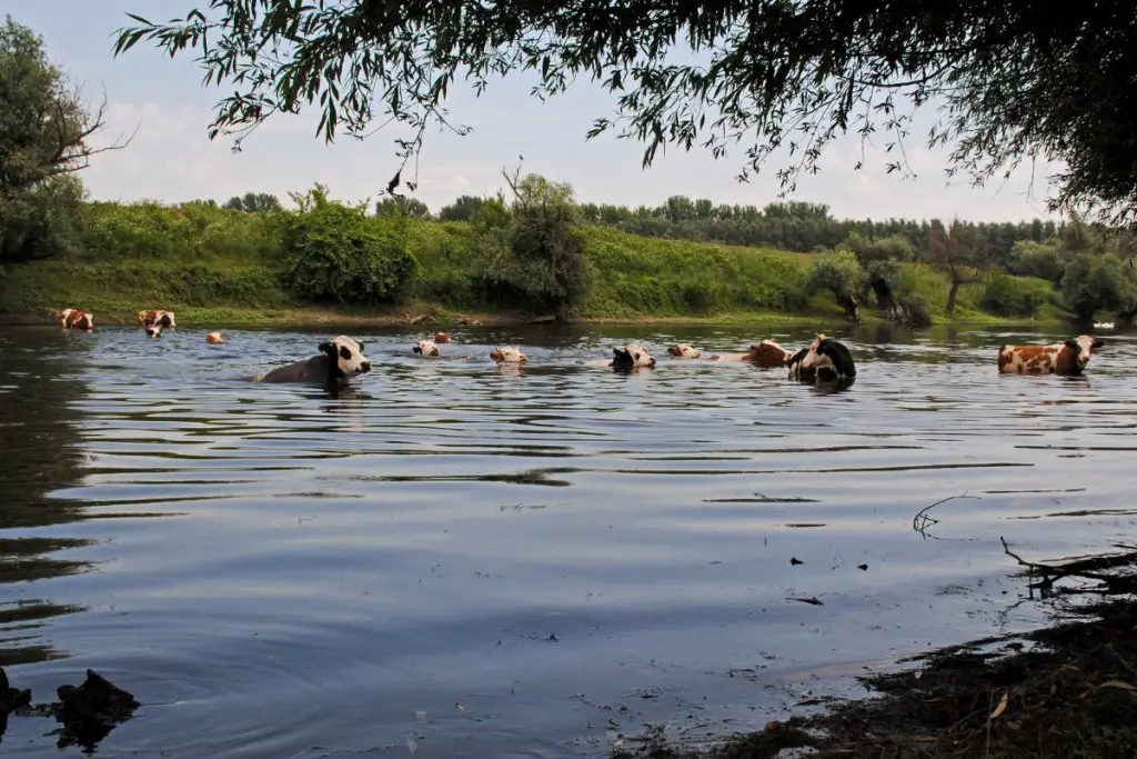 herd of cows swimming in water