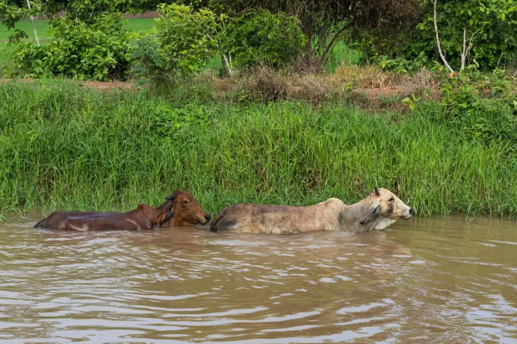 2 cows walking in deep water