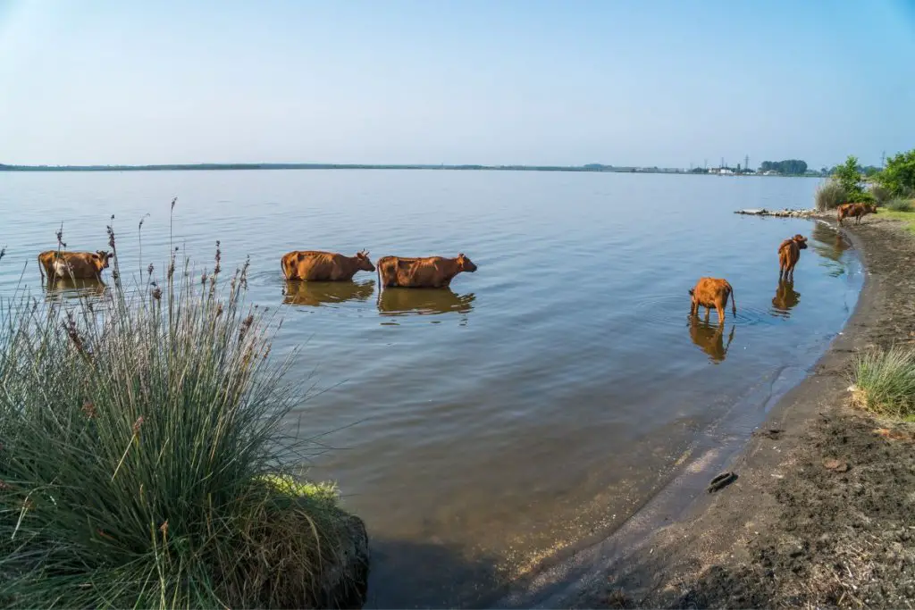 herd of cows in shallow water