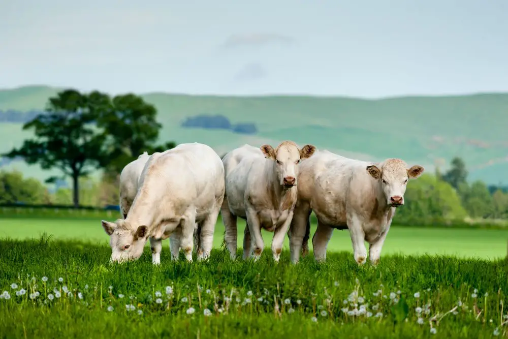 a herd of charolais cattle