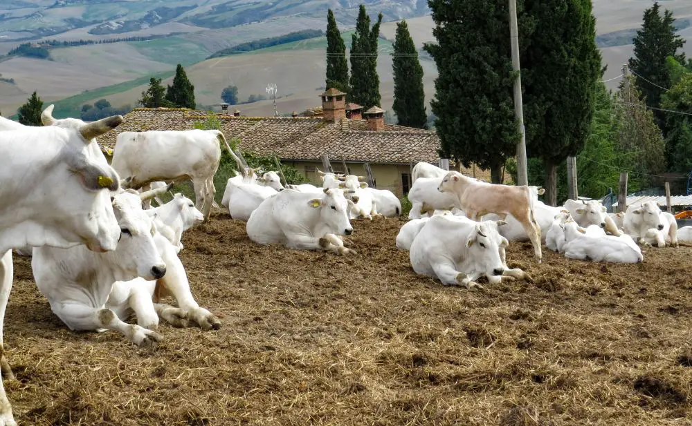 herd of chianina cattle