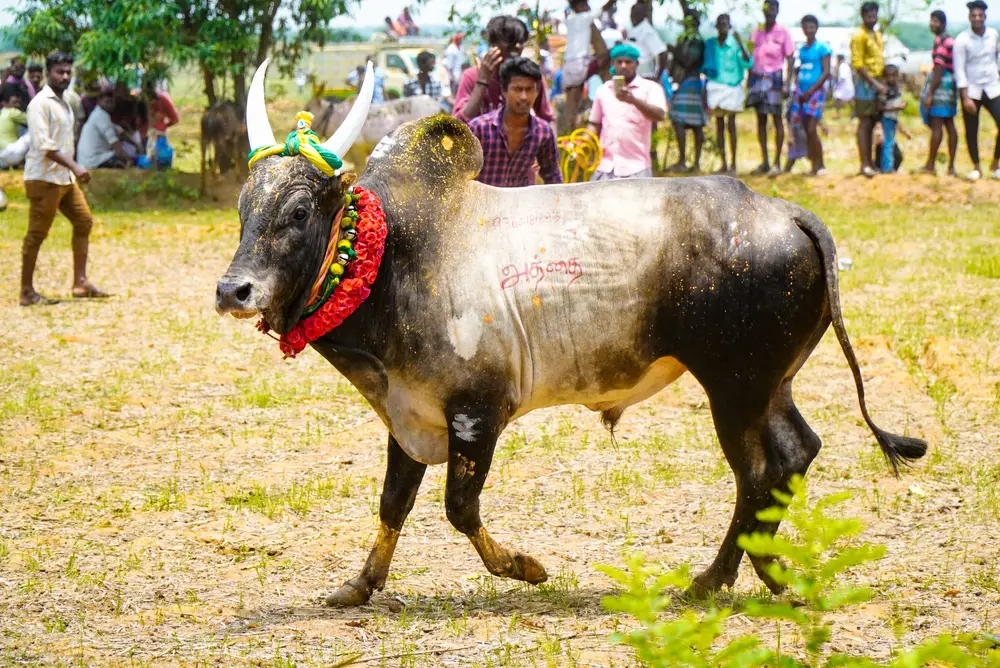 corriente cattle image 1