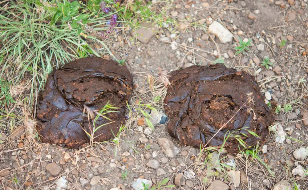 cow poop image 1