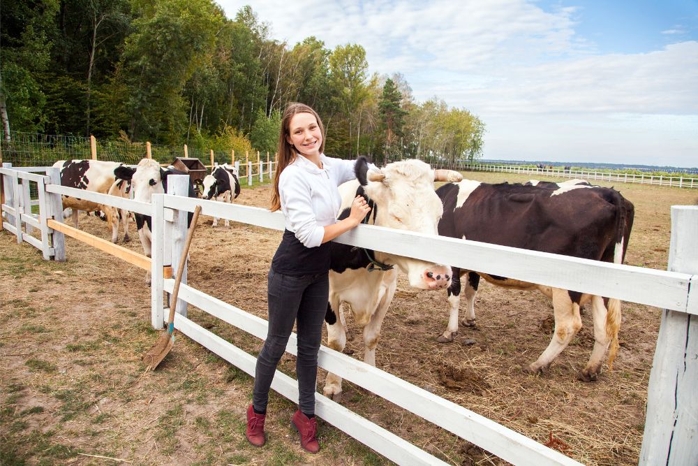 woman patting cows next to white fence
