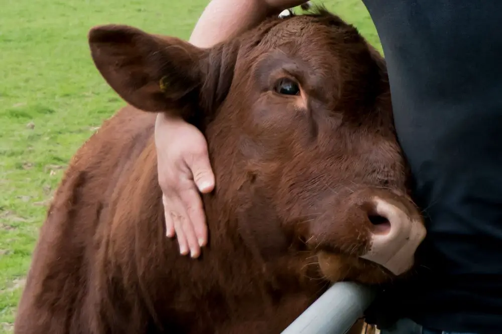 person hugging cow