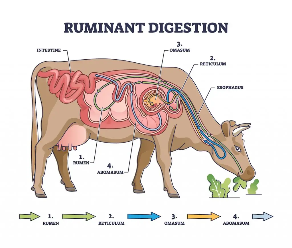 ruminant digestion diagram