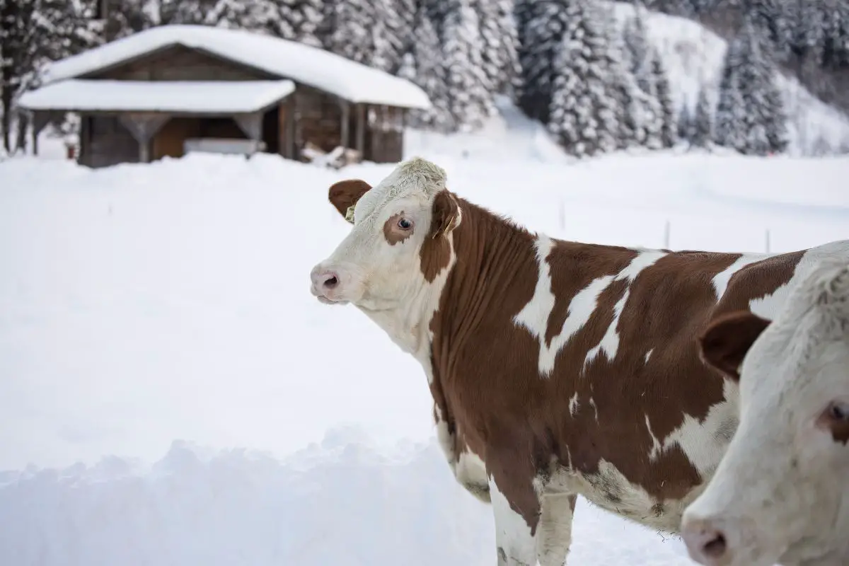 How to keep cows happy and healthy during cold winters