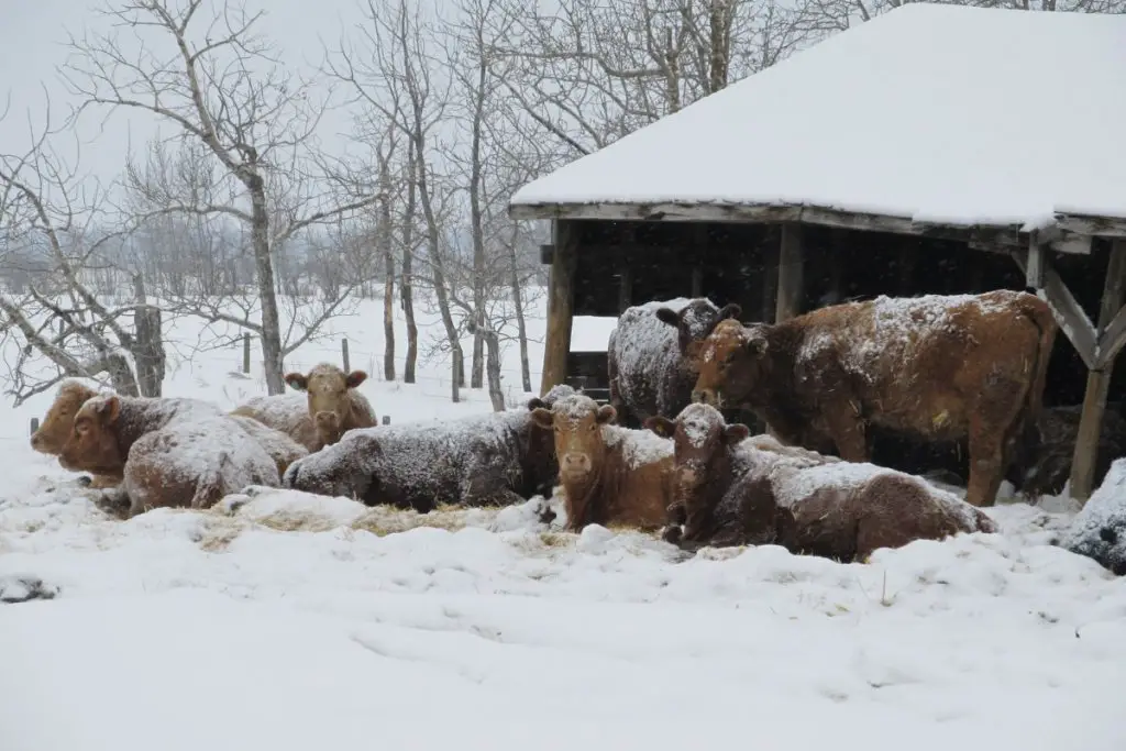 herd of cows sitting next to shelter