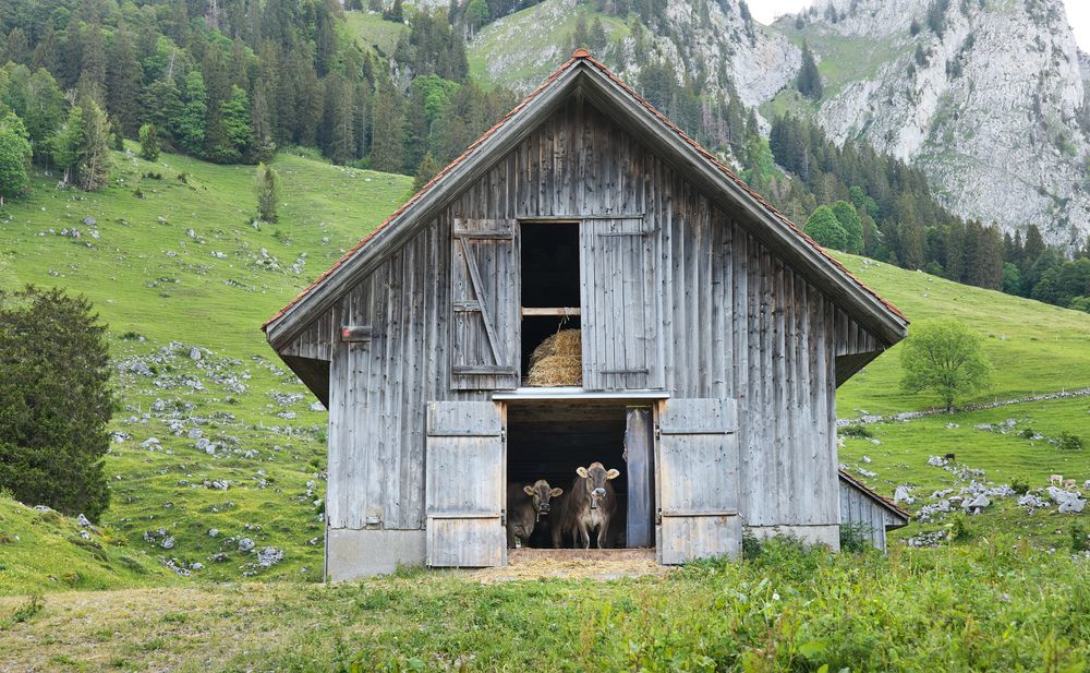 2 cows standing in barn