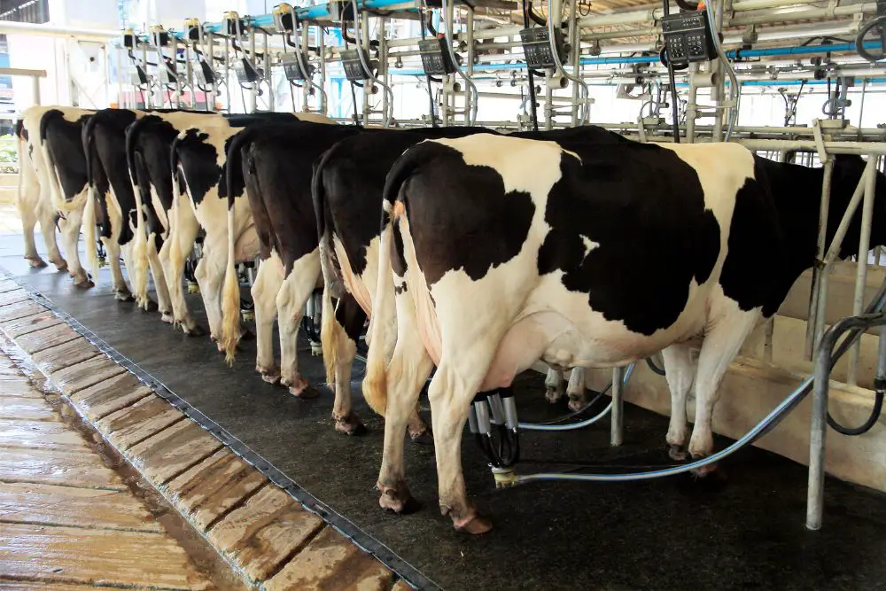 Why Does A Cow Need To Be Milked? Separating Myths From Facts