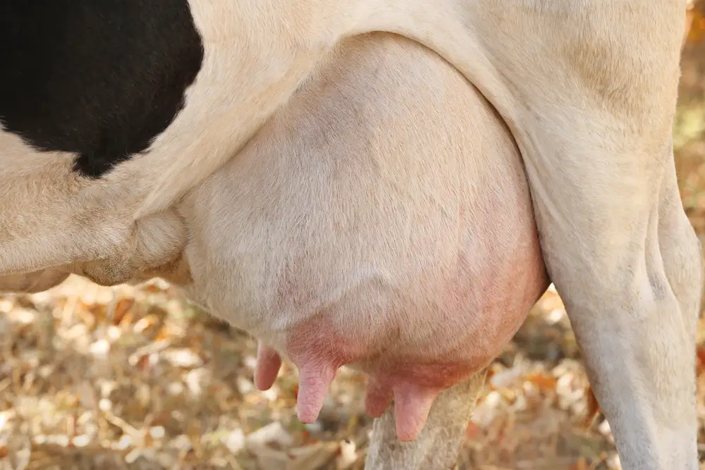 a cow with a full udder