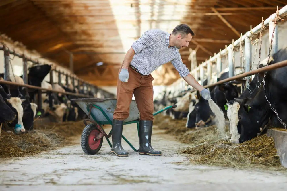 man feeding cows