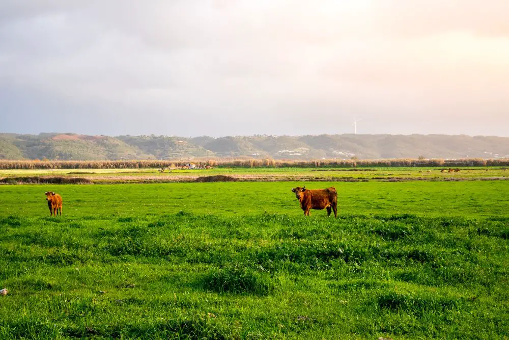 2 cows on pasture