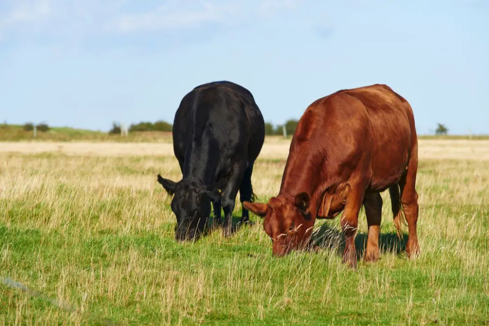 2 gelbvieh cattle eating grass