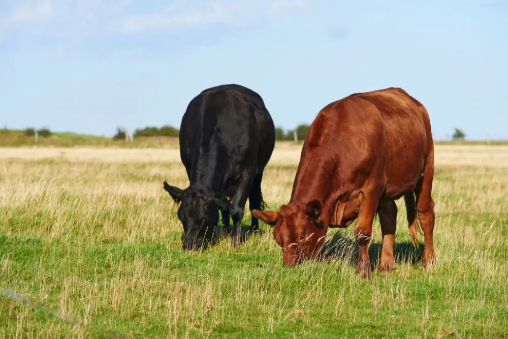 Gelbvieh Cattle: Guide, Info & Facts 1 2 gelbvieh cattle eating grass