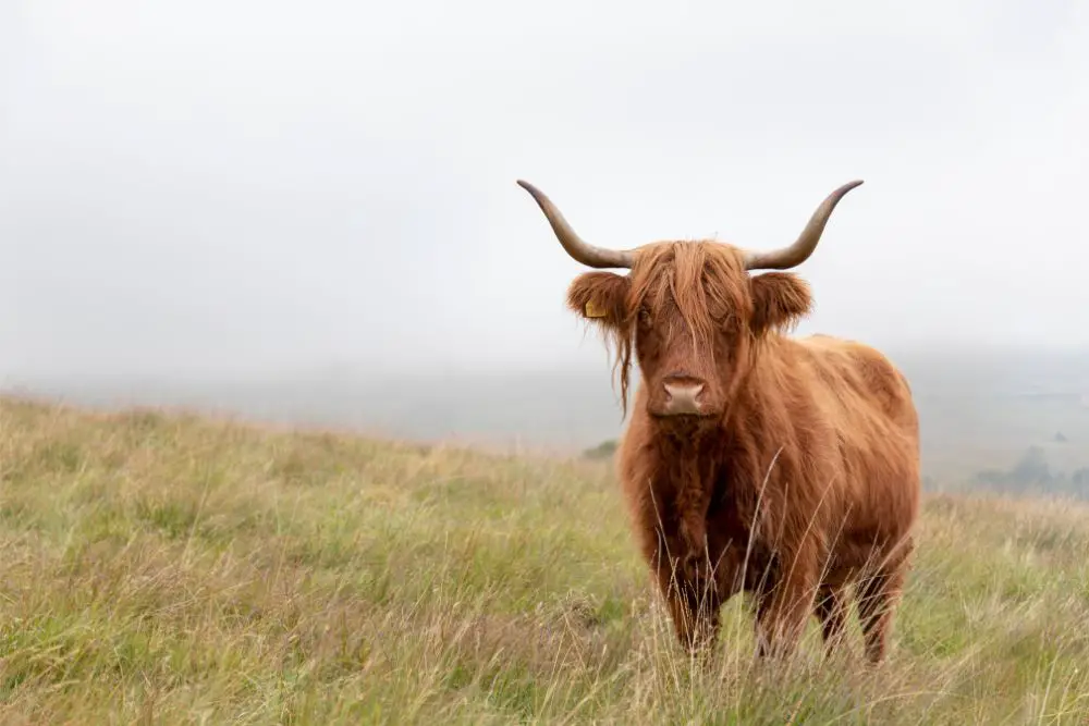 Highland Cow: Guide, Info & Facts