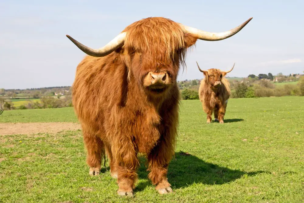 2 highland cows standing on grass