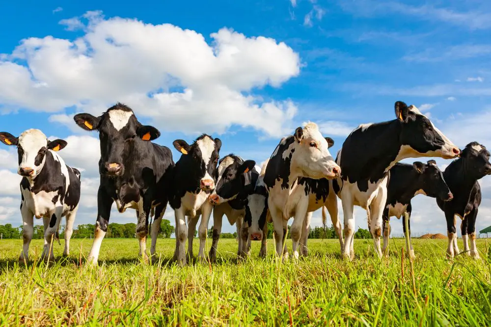 Herd of Holstein cows standing on grass