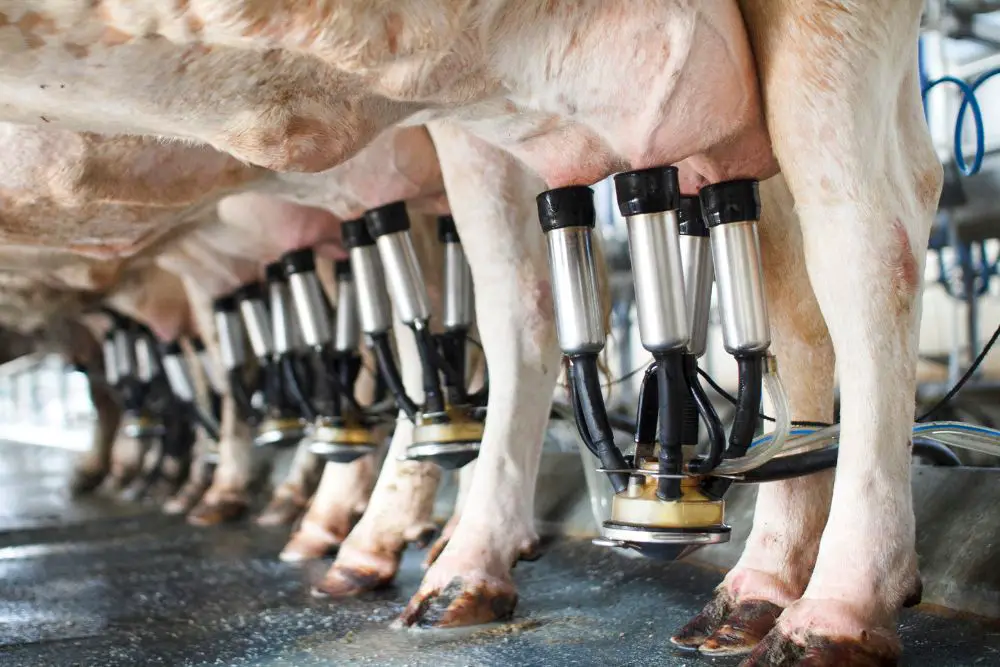 How Much Milk Does A Cow Produce In A Day? What You Can Expect