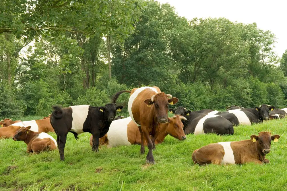 A herd of lakenvelder cows on pasture