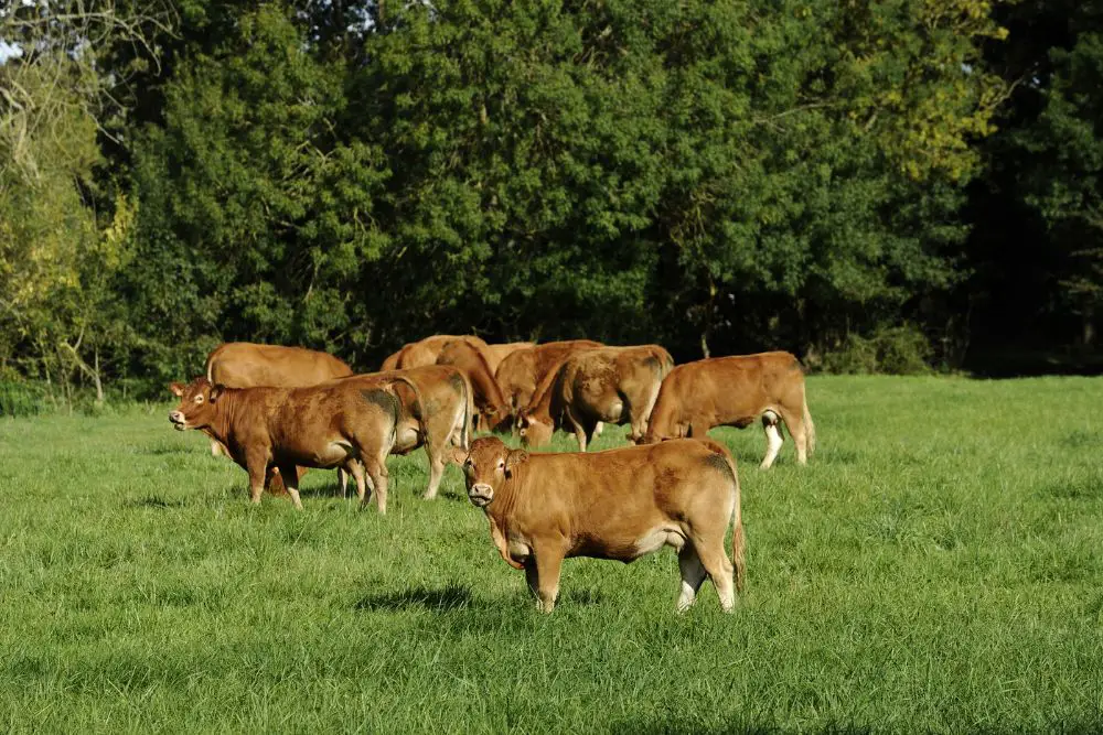limousin-cattle-guide-info-facts