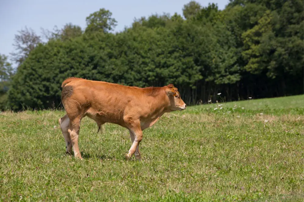 a single limousin cow on pasture