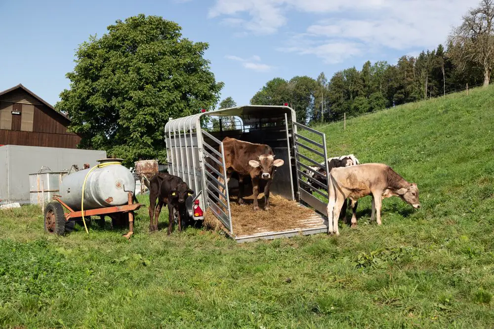 cows inside horse trailer