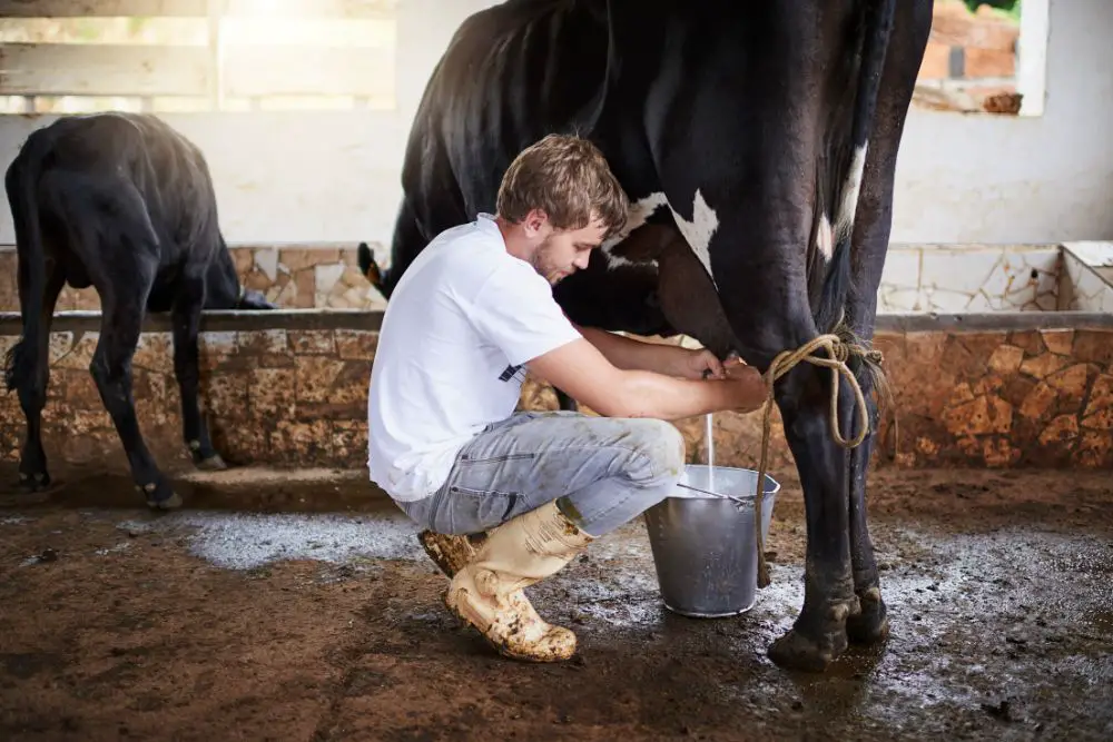 man milking a cow with bucket