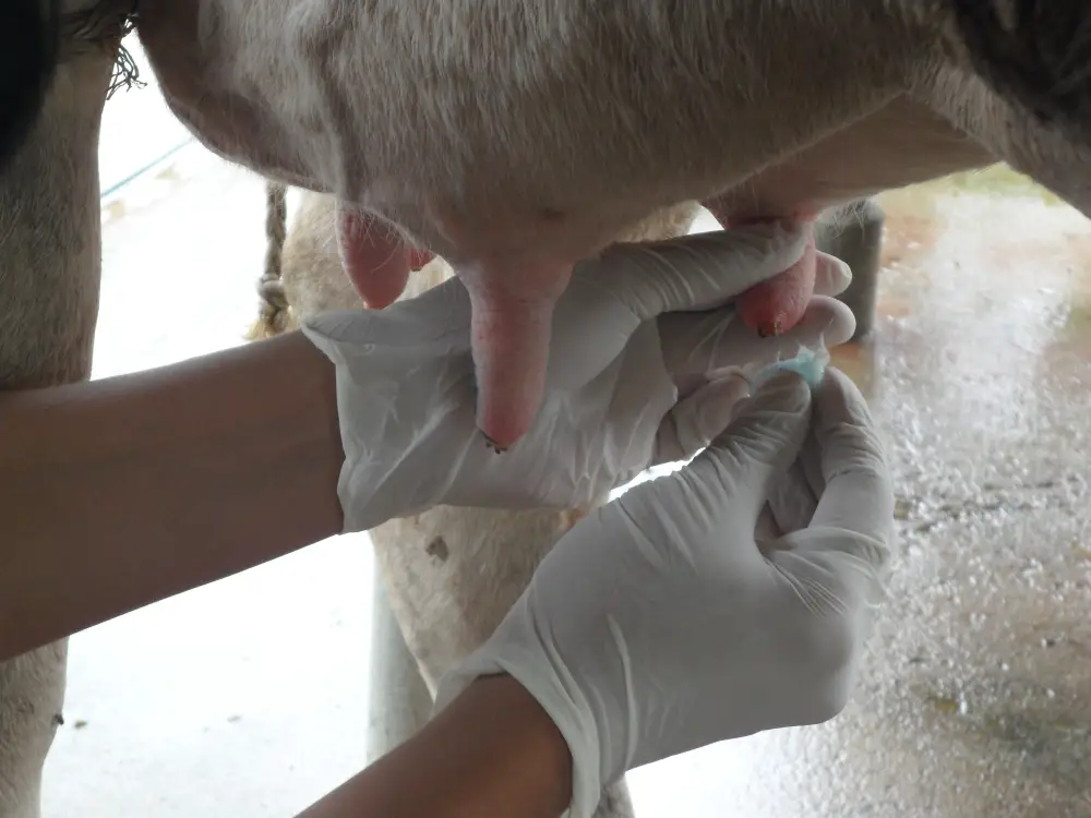 person cleaning the teats from a cow