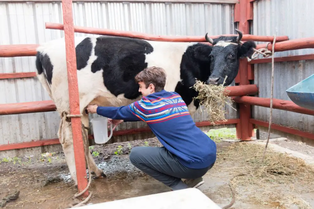 Man milking a cow