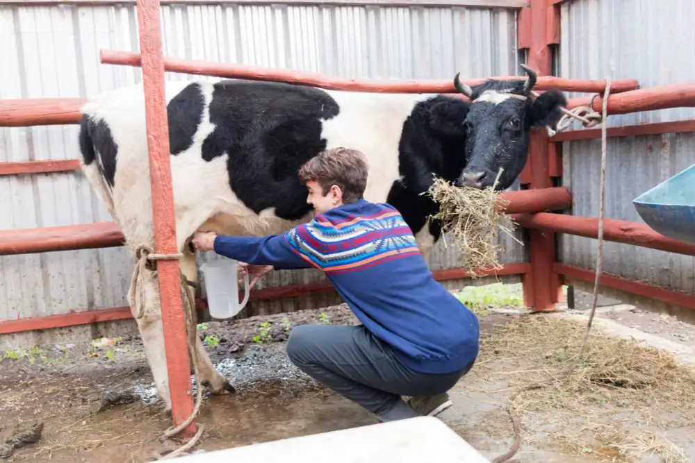 How To Hand Milk A Cow: 5 Easy Steps To Milking Your Own Cow By Hand