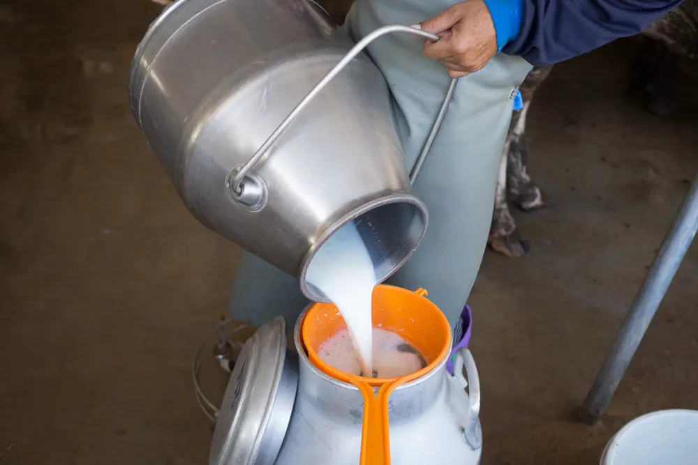 milking a cow by hand image 5