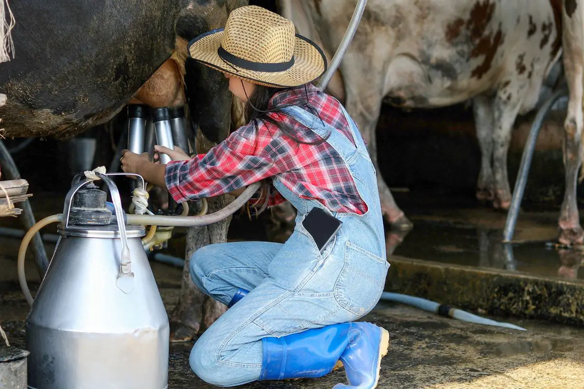 How Often Do Cows Produce Milk 