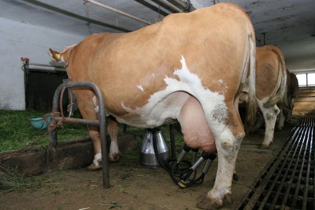 a cow being milked