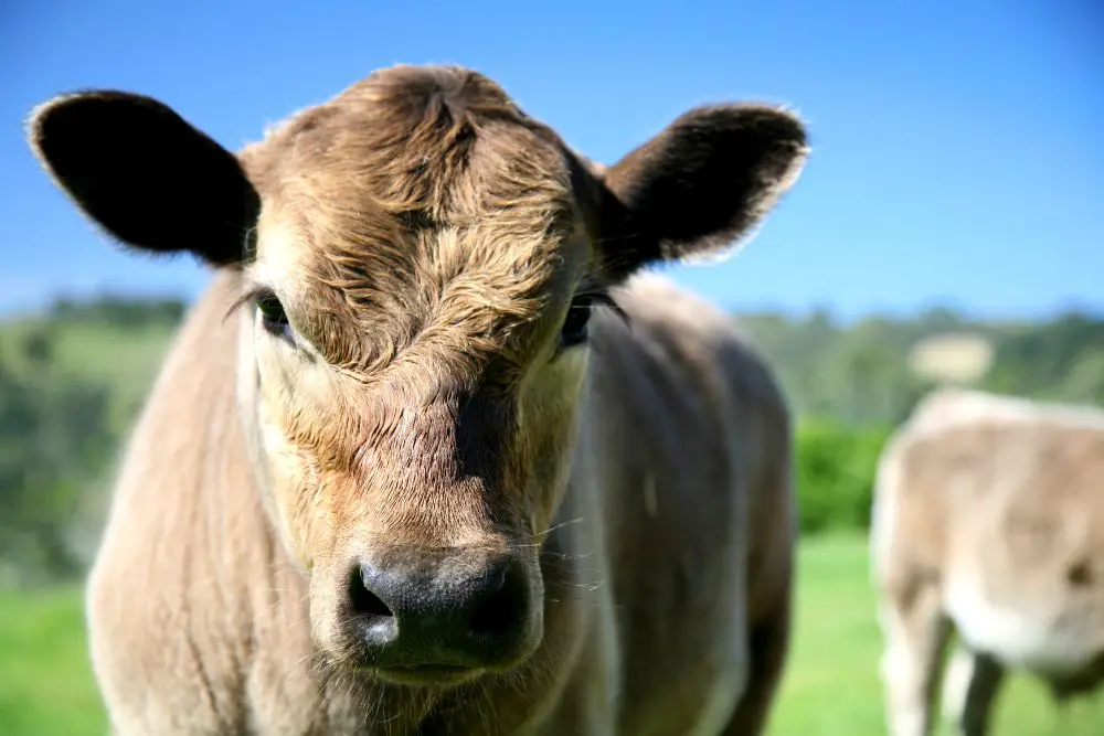 Murray Grey Cattle: Guide, Info & Facts