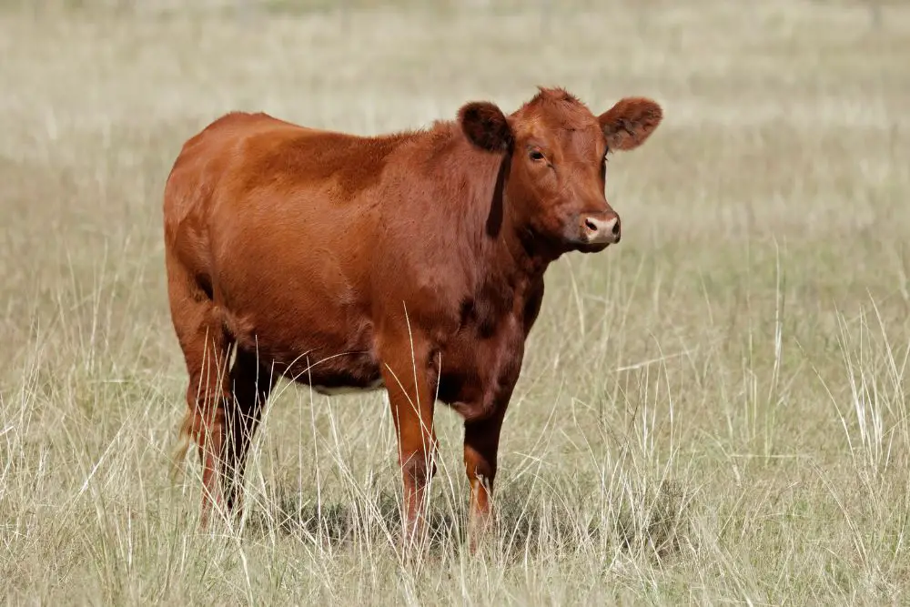 A lone red angus cow standing on field