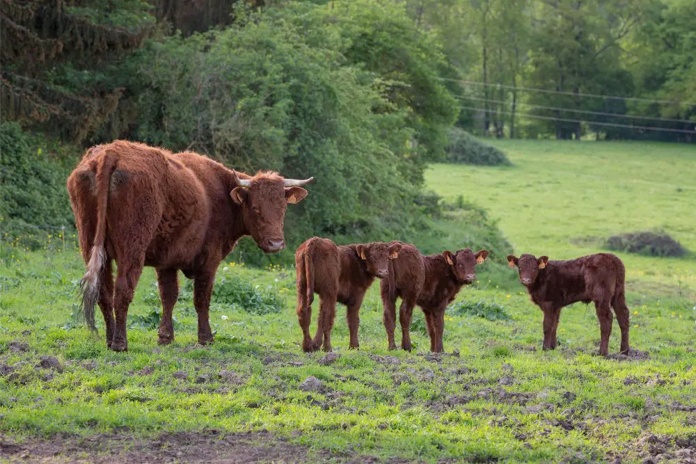 saler cattle image 1