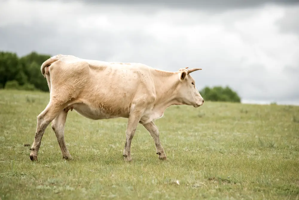 shorthorn cow walking on grass