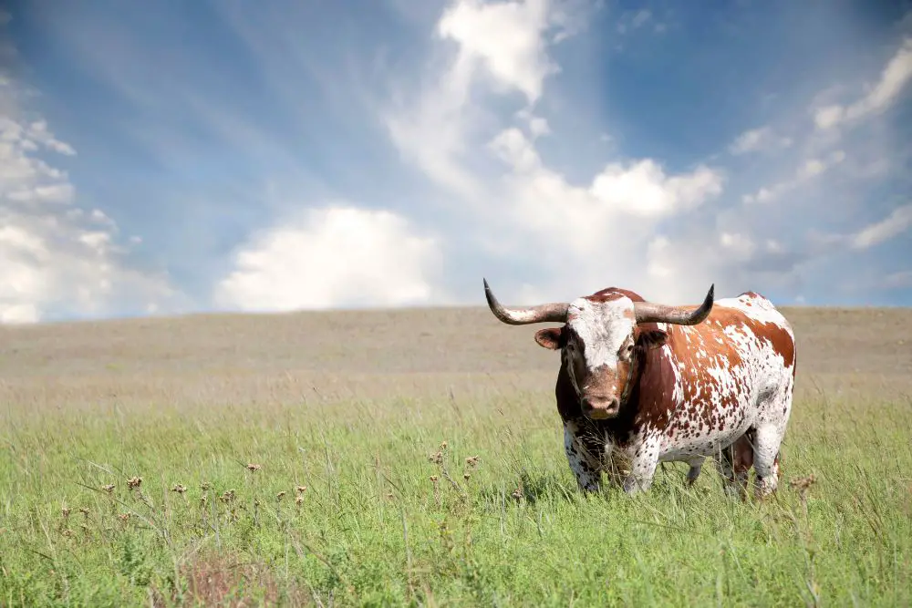 a lone texas longhorn cow on pasture