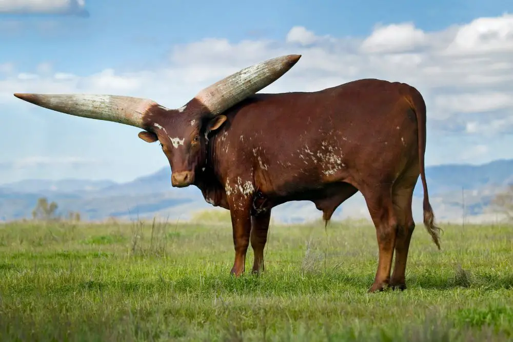 a watusi bull with huge horns