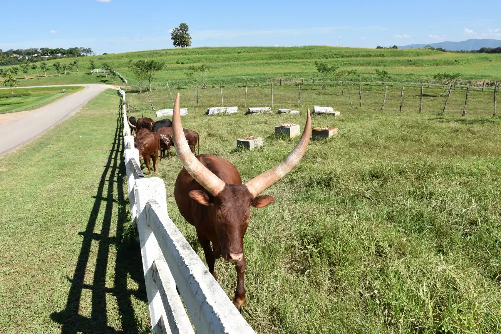 watusi cattle image 1