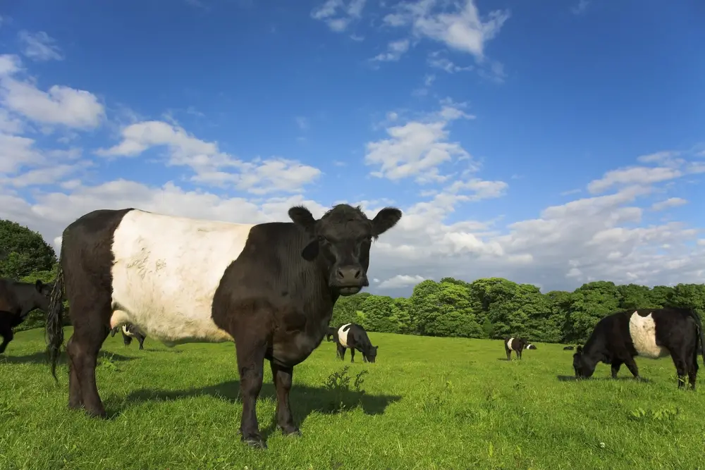 a herd of belted galloway cows