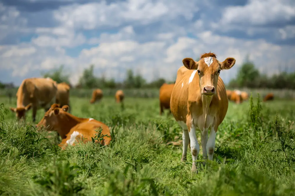 Guernsey Cattle image 1