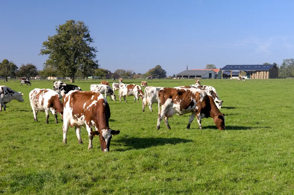 Maine Anjou Cattle eating on pasture