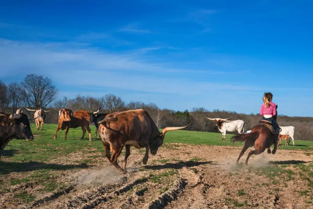 a woman on a horse being charged by a bull with a herd in the background