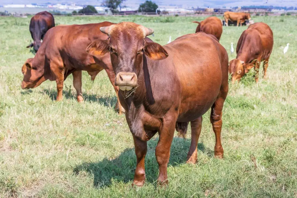 beefmaster cattle standing on grass and eating