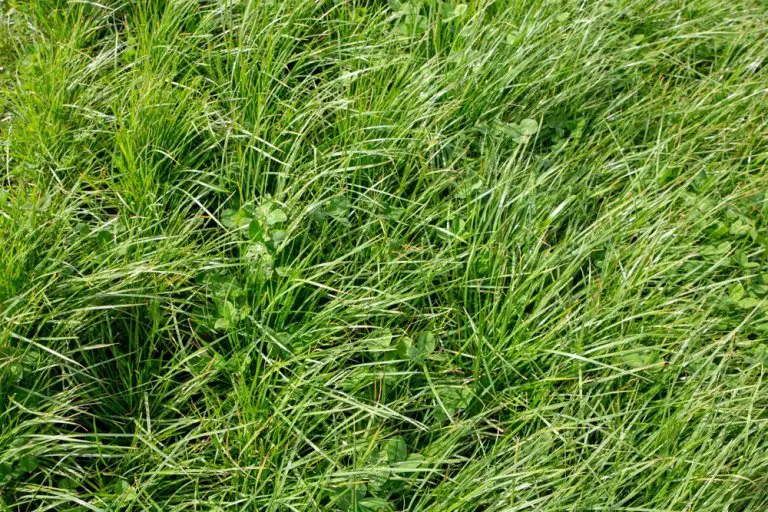 Best Grass For Grazing Cattle What To Plant For Next Season