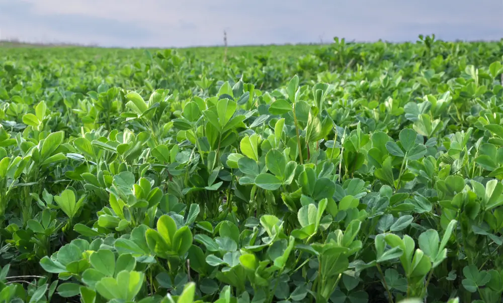 Alfalfa grass